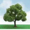 JTT Scenery Products 92304 N 3-3.5" Pro-Elite Elder Tree (Pack of 2) - Model Train Junction: Quality Parts and Art Supplies