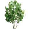JTT Scenery Products 94258 N 3" Professional Snow Gum Tree, (Pack of 2) - Model Train Junction: Quality Parts and Art Supplies