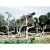 Woodland Scenics TK22 HO 2.62" - 3.25" Dead Small Tree Kits (Pack of 5) - Model Train Junction: Quality Parts and Art Supplies