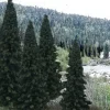 Woodland Scenics TR1586 4" - 6" Evergreen Blend Ready Made Trees (Pack of 13) - Model Train Junction: Quality Parts and Art Supplies
