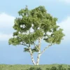 Woodland Scenics TR1601 4" Birch Ready-Made Premium Tree - Model Train Junction: Quality Parts and Art Supplies