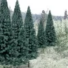 Woodland Scenics TR1587 2" - 4" Blue Spruce Ready Made Trees (Pack of 18) - Model Train Junction: Quality Parts and Art Supplies